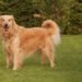 Quel chien s'entend avec les Golden Retriever ?