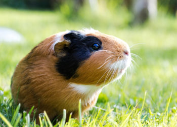 Quelle est la race de cochon d'Inde la plus gentille ?