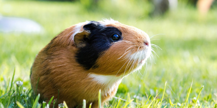 Quelle est la race de cochon d'Inde la plus gentille ?