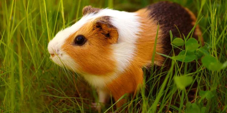 Quelle est la plus belle race de cochon d'Inde ?