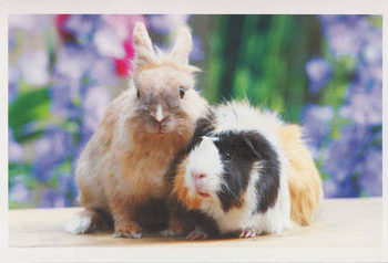 Quel est le meilleur lapin de compagnie ?