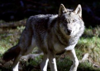 Est-il légal d'avoir un loup en France ?