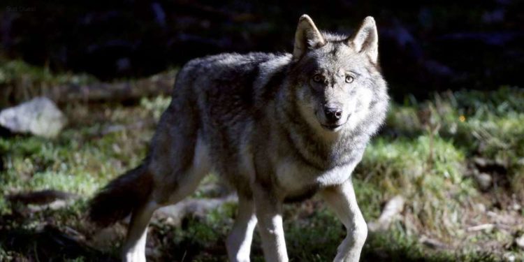 Est-il légal d'avoir un loup en France ?