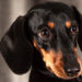 Quel est le chien le plus protecteur ?