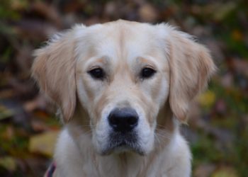 Quel est le chien le plus facile à vivre ?