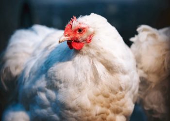 Quelle est la meilleure pondeuse ?