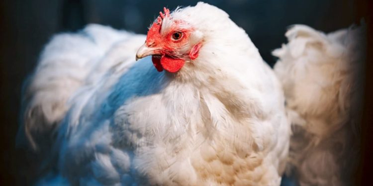 Quelle est la meilleure pondeuse ?