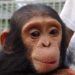 Est-il possible d'adopter un chimpanzé ?