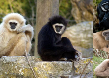 Quelles sont les races de singes ?