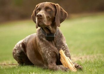 Pourquoi un Braque allemand ?