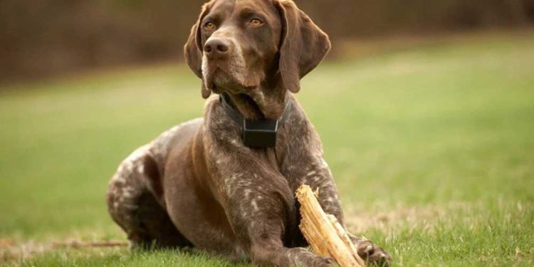 Pourquoi un Braque allemand ?