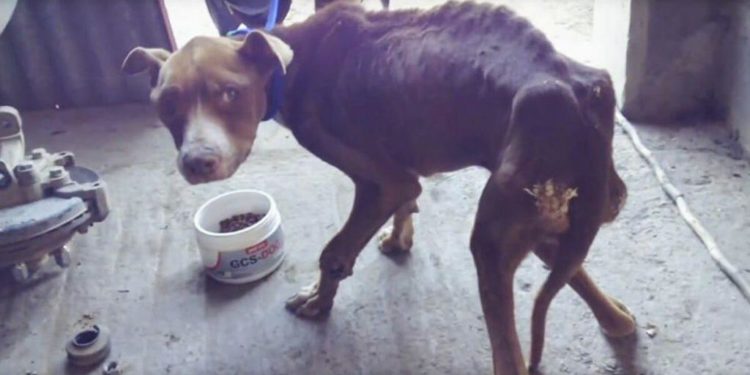 Quel est le meilleur moment pour donner à manger à son chien ?