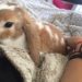 Quel animal peut tuer un lapin ?