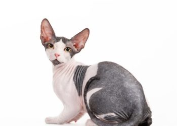 Comment Appelle-t-on un chien qui na pas de pedigree ?