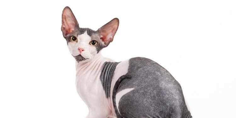 Comment Appelle-t-on un chien qui na pas de pedigree ?