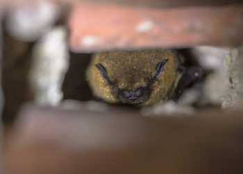 Qu'est-ce qui attire les Chauves-souris ?