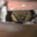 Qu'est-ce qui attire les Chauves-souris ?