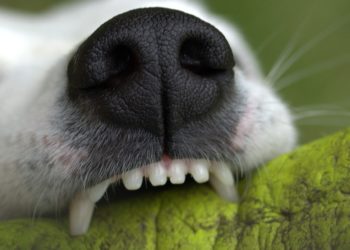 Comment soulager les dents d'un chien ?