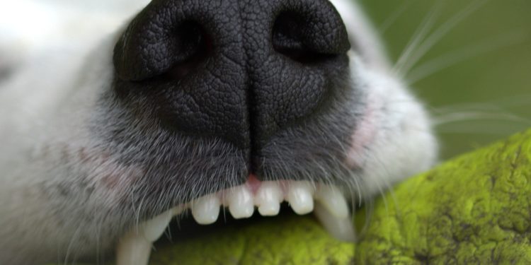 Comment soulager les dents d'un chien ?