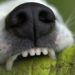 Comment soulager les dents d'un chien ?