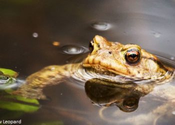 Comment est la peau des animaux qui ont une respiration cutanée ?