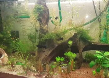 Quelle poissons Peut-on mettre avec des crevettes et des guppy ?