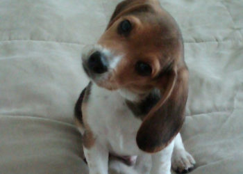 Pourquoi mon chien tremble quand je lui parle ?