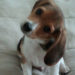 Pourquoi mon chien tremble quand je lui parle ?