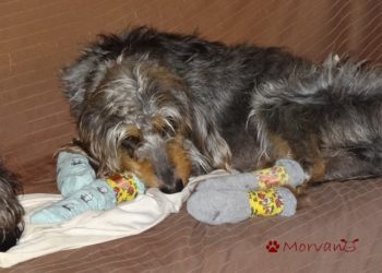 Comment eviter que mon chien glisse sur le carrelage ?