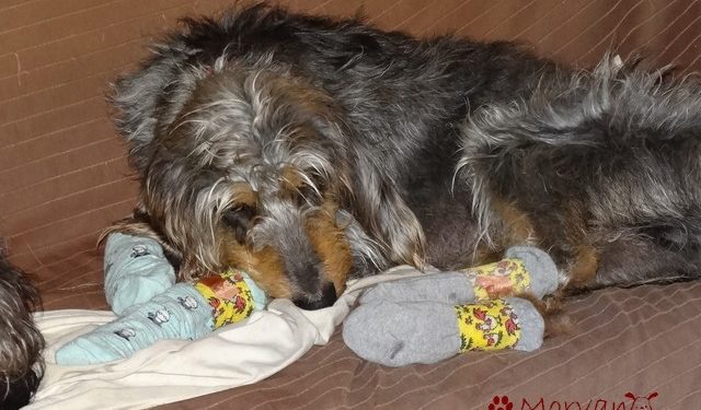 Comment eviter que mon chien glisse sur le carrelage ?