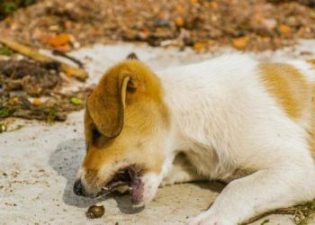 Où est le cœur chez le chien ?