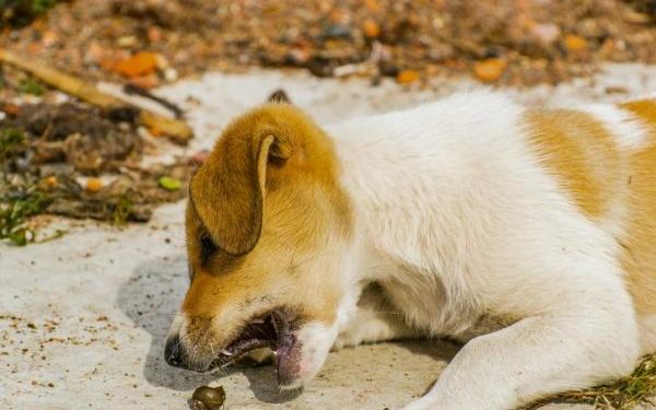 Où est le cœur chez le chien ?