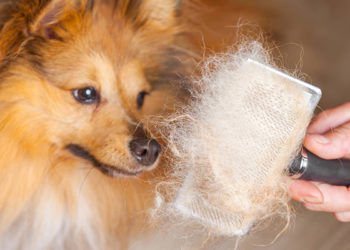 Pourquoi mon chien perd l'équilibre ?