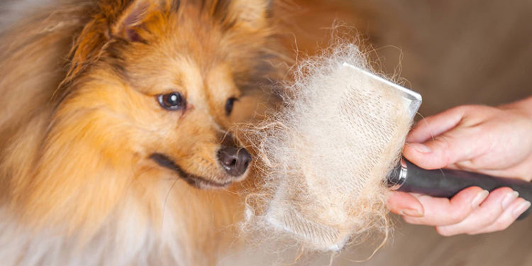 Pourquoi mon chien perd l'équilibre ?