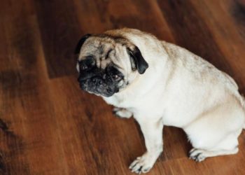 Quand un chien perd l'équilibre ?