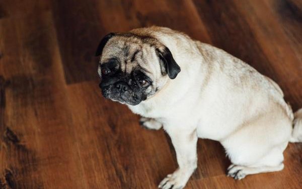 Quand un chien perd l'équilibre ?