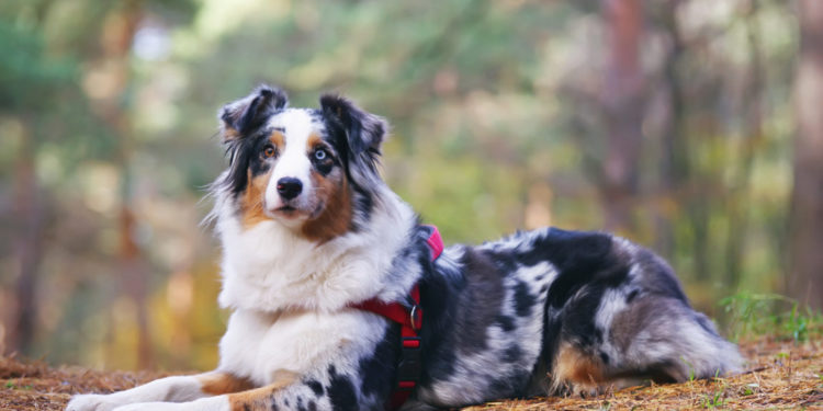 Comment savoir si mon chien a un problème neurologique ?