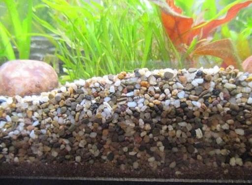 Quand changer son substrat aquarium ?