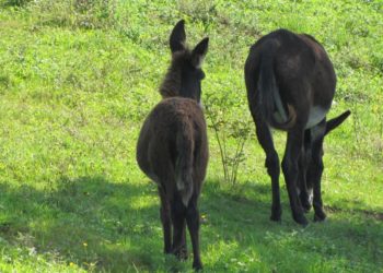Quelle surface pour un âne ?