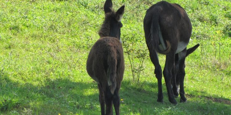 Quelle surface pour un âne ?