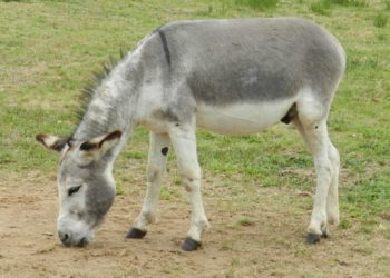 Comment savoir si un âne est content ?