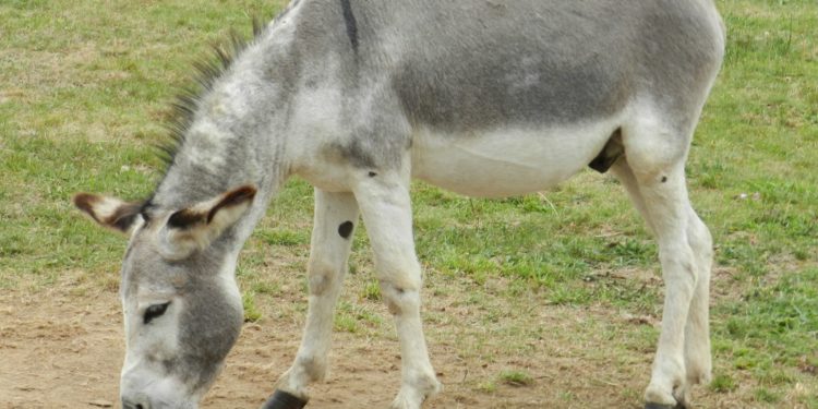 Comment savoir si un âne est content ?