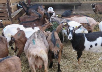 Est-ce que les chèvres mangent du pain ?