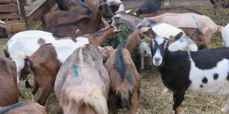 Est-ce que les chèvres mangent du pain ?