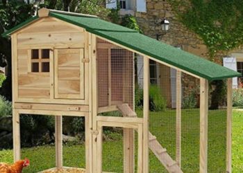 Quelle surface de terrain pour 2 poules ?