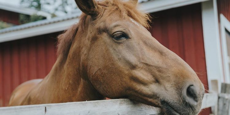 Pourquoi ne pas couper les poils d'un Spitz ?