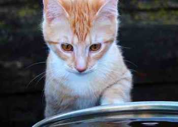 Est-ce qu'un chat peut vivre en appartement ?