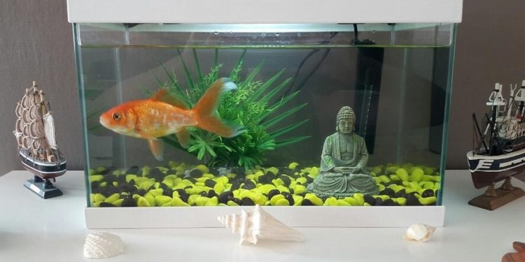 Quelle taille d'aquarium pour 3 poissons ?