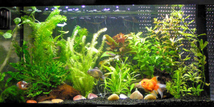 Pourquoi les poissons rouges meurent rapidement ?