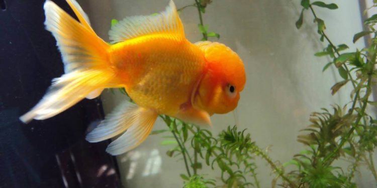 Est-ce que un poisson rouge peut vivre seul ?